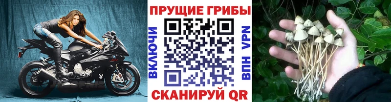 Галлюциногенные грибы мицелий  сколько стоит  кракен ссылки  Оха 